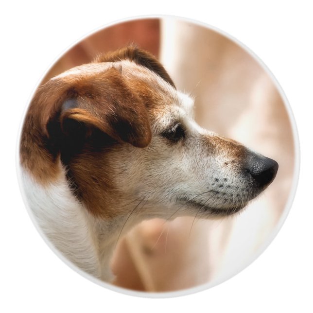 JACK RUSSELL TERRIER DOG CERAMIC KNOB (Front)