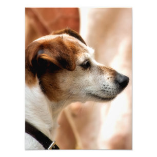 JACK RUSSELL TERRIER DOG PHOTO PRINT