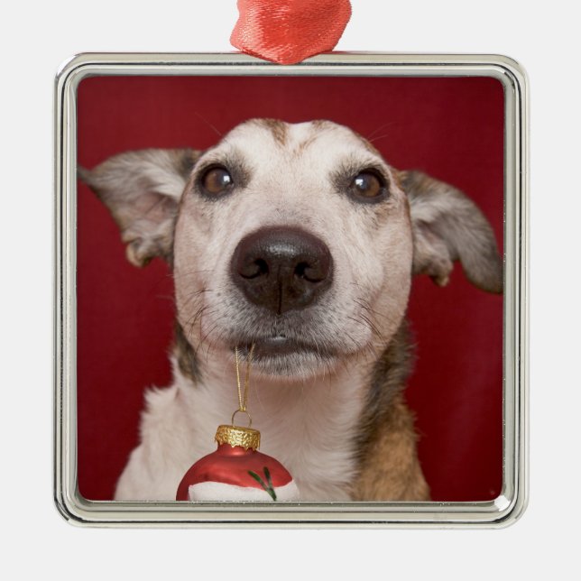Jack Russell Terrier Holding Christmas Ornament (Front)