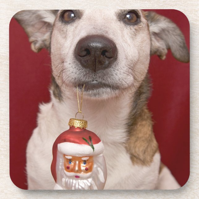 Jack Russell Terrier Holding Christmas Ornament Coaster (Front)