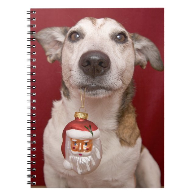 Jack Russell Terrier Holding Christmas Ornament Spiral Notebook (Front)