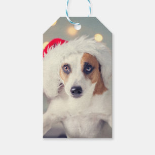 Jack Russell Terrier in a Santa hat Gift Card Tags