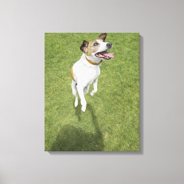 Jack russell terrier jumping, elevated view canvas print (Front)