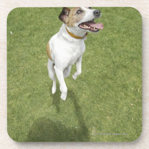 Jack russell terrier jumping, elevated view coaster