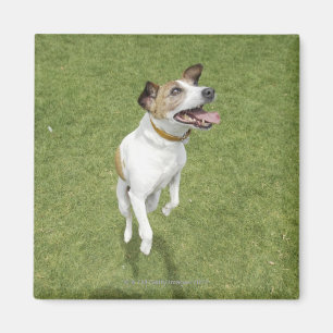 Jack russell terrier jumping, elevated view magnet