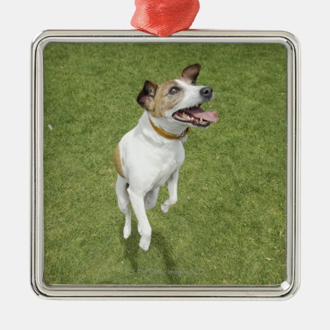 Jack russell terrier jumping, elevated view metal tree decoration (Front)