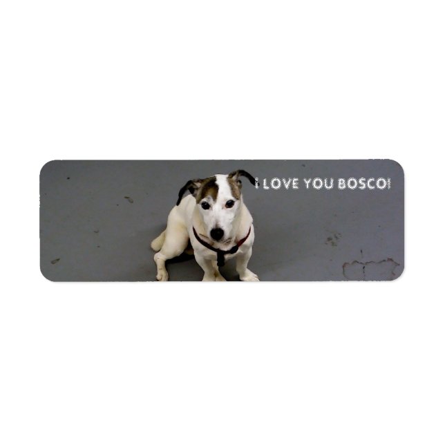 jack russell terrier label (Front)