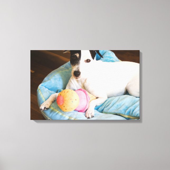 Jack russell terrier lying down canvas print (Front)