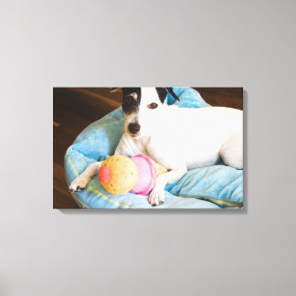 Jack russell terrier lying down canvas print