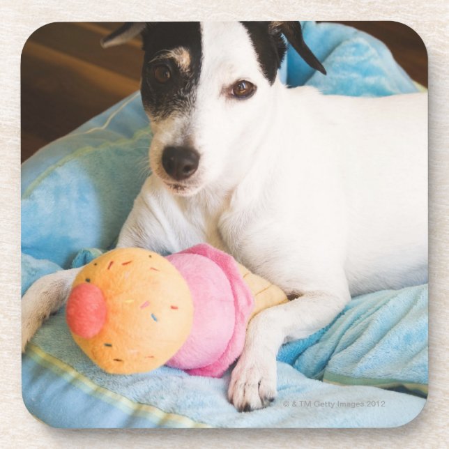Jack russell terrier lying down coaster (Front)