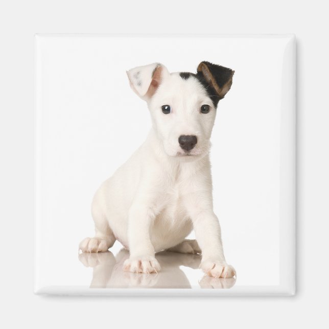 Jack Russell Terrier Magnet (Front)
