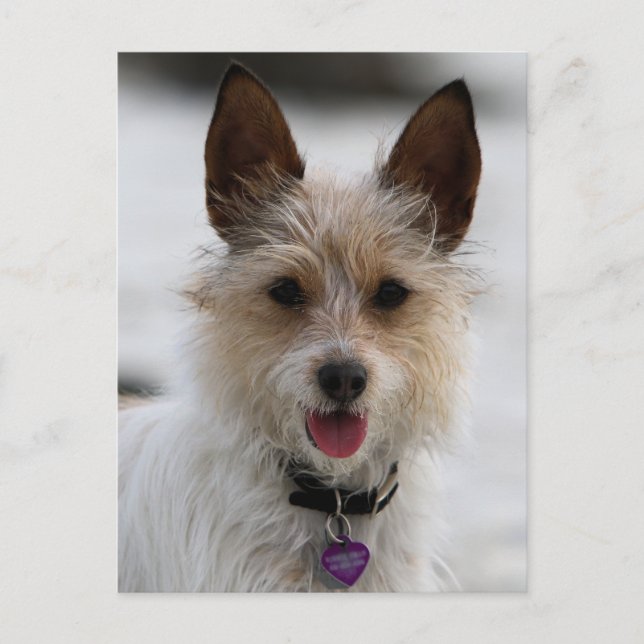 Jack Russell Terrier Mix - Winnie - Oman Postcard (Front)