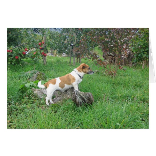 Jack Russell Terrier on Rock (Front Horizontal)