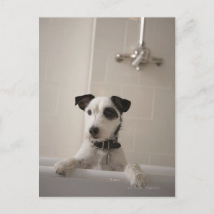 Jack russell terrier. postcard