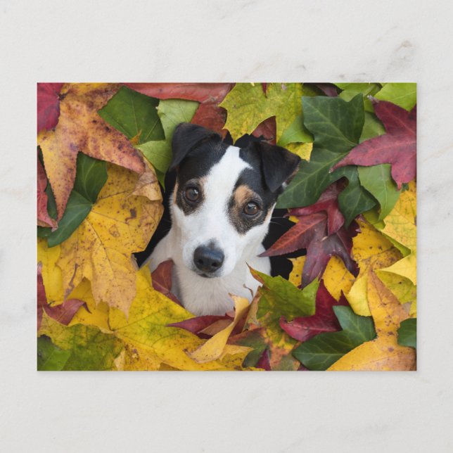Jack Russell Terrier Postcard (Front)