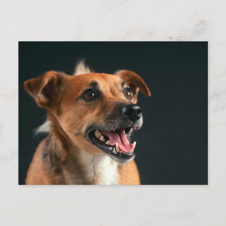 Jack Russell terrier Postcard
