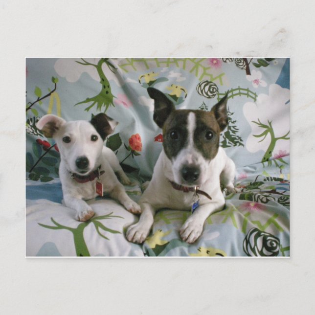 Jack Russell Terrier Postcard (Front)