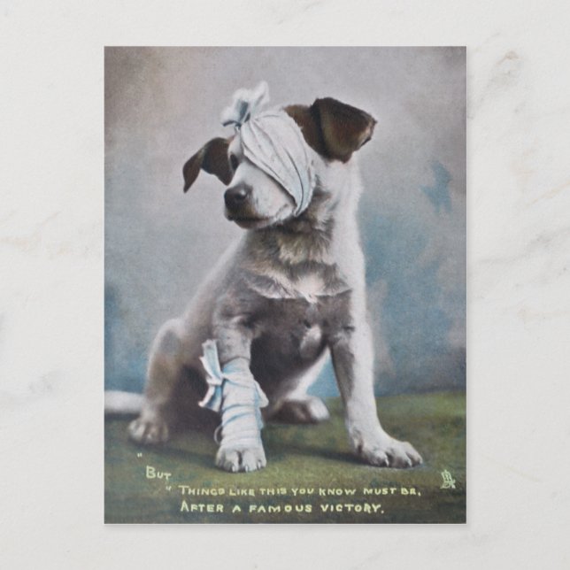 Jack Russell terrier Postcard (Front)