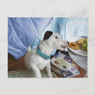 Jack russell terrier. postcard