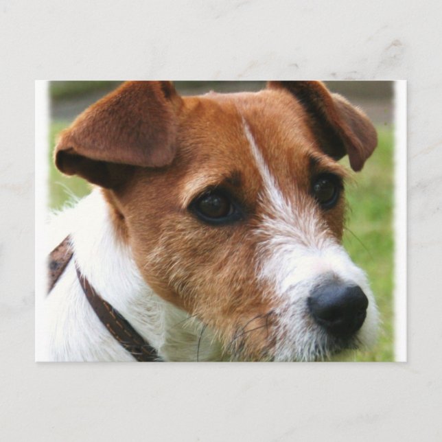 Jack Russell Terrier Postcard (Front)