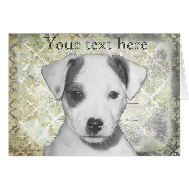 Jack Russell Terrier Puppy (Front Horizontal)