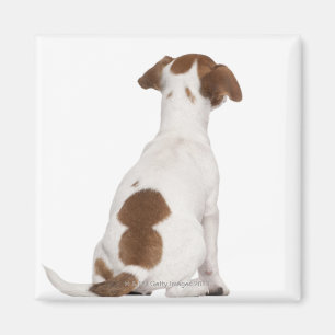 Jack Russell Terrier puppy (3 months old) Magnet