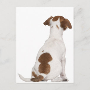 Jack Russell Terrier puppy (3 months old) Postcard