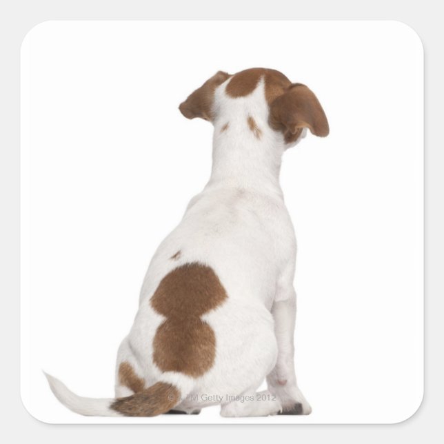 Jack Russell Terrier puppy (3 months old) Square Sticker (Front)