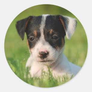 Jack Russell Terrier puppy Classic Round Sticker