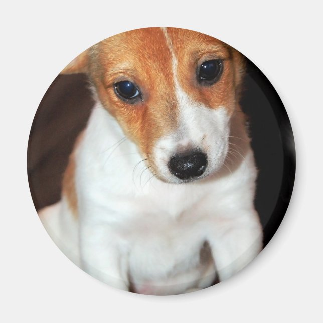 Jack Russell Terrier Puppy Dog Magnet (Front)