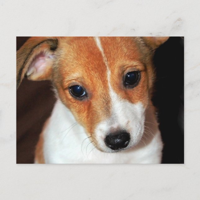 Jack Russell Terrier Puppy Dog  Postcard (Front)