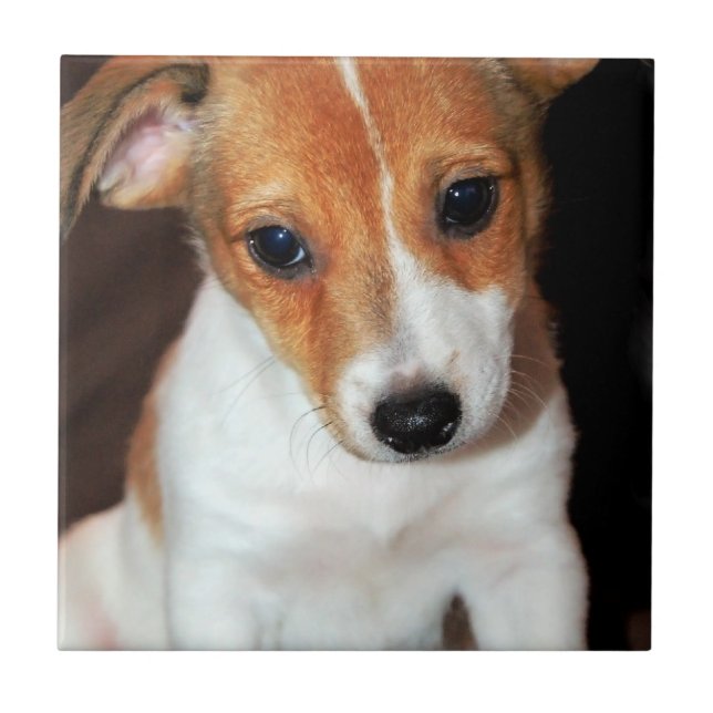 Jack Russell Terrier Puppy Dog Tile (Front)