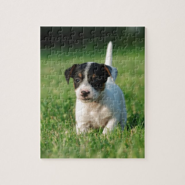 Jack Russell Terrier puppy Jigsaw Puzzle (Vertical)