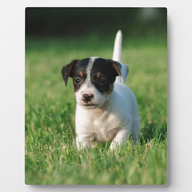 Jack Russell Terrier puppy Plaque (Front)