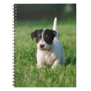 Jack Russell Terrier puppy Spiral Notebook
