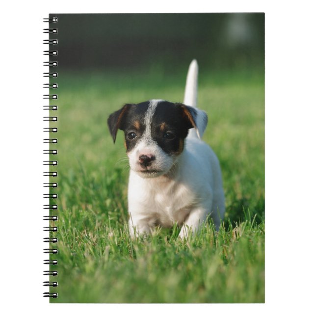 Jack Russell Terrier puppy Spiral Notebook (Front)