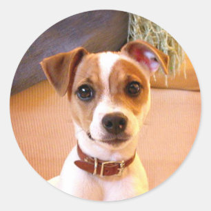 Jack Russell Terrier puppy stickers