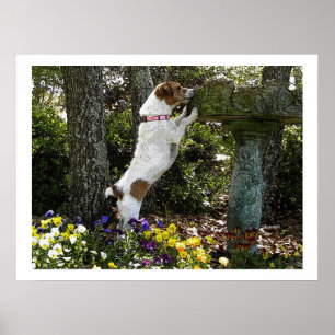 JACK RUSSELL TERRIOR POSTER