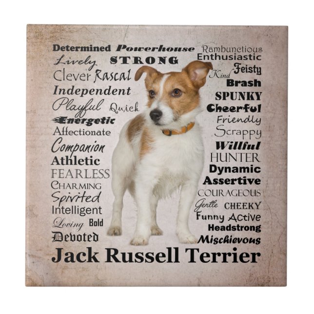 Jack Russell Traits Tile (Front)