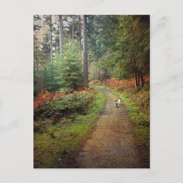 Jack Russell's walking In The Forest Postcard (Front)