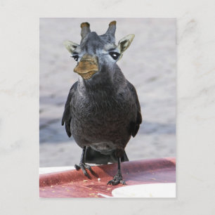 Jackaffe Postcard