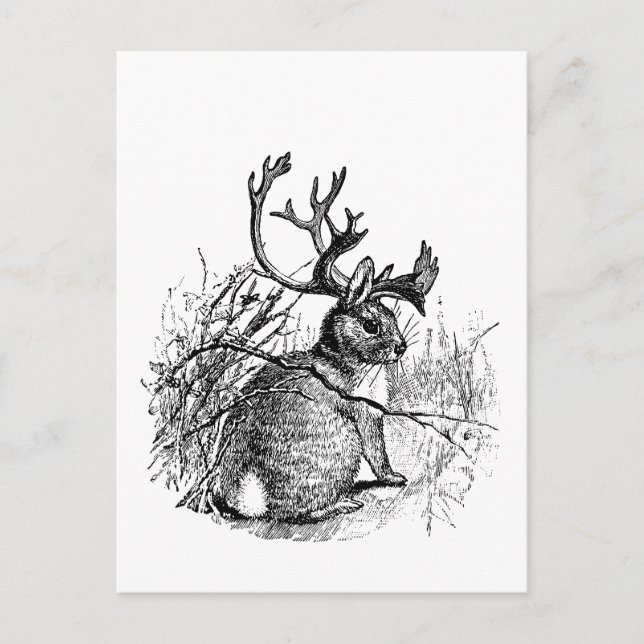 jackalope postcard (Front)