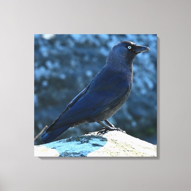 Jackdaw Canvas Print (Front)