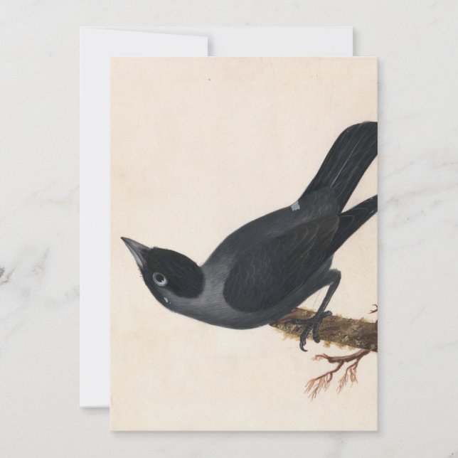 Jackdaw | William Lewin (Front)