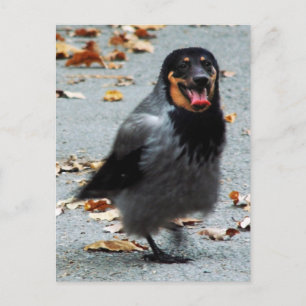 Jackdog Postcard