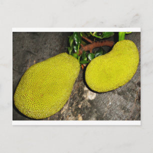 Jackfruit Postcard
