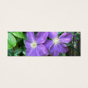 Jackmanii Clematis