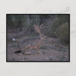 Jackrabbit Postcard