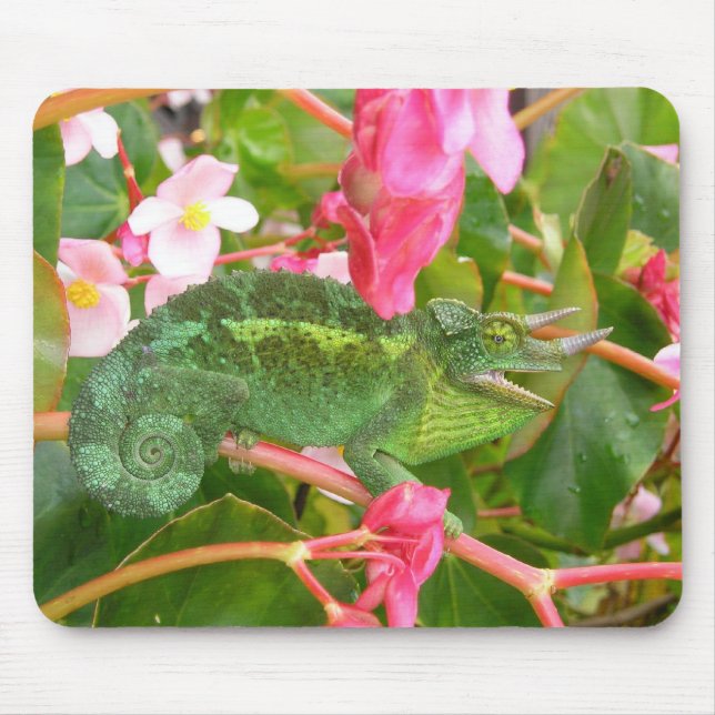 Jackson's Chameleon Mousepad (Front)