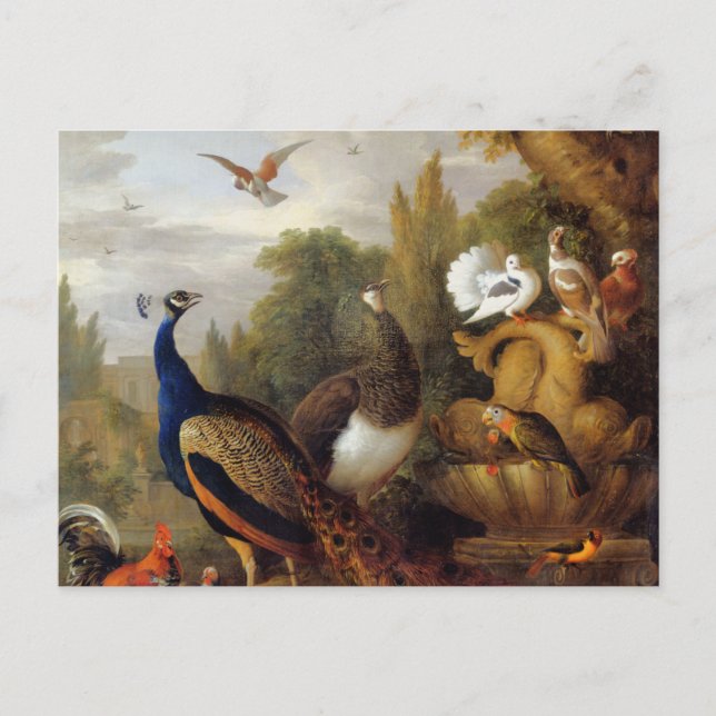 Jacob Bogdani Peacock Peahen Parrots Canary       Postcard (Front)